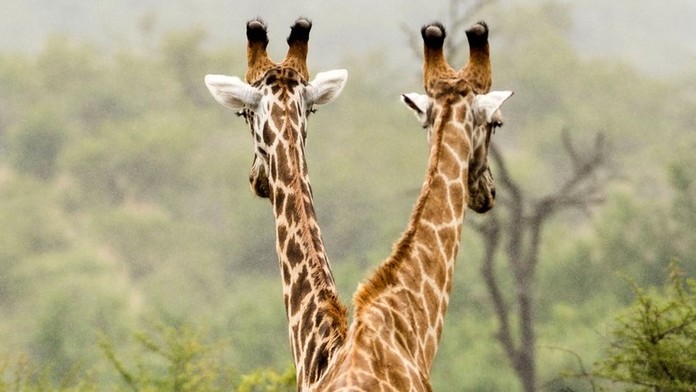 "Dvojhlavá" žirafa