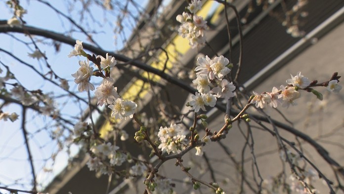 Uplynulé teplé dni pobláznili prírodu.