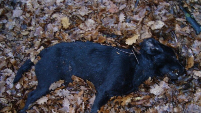 Utýraný labrador