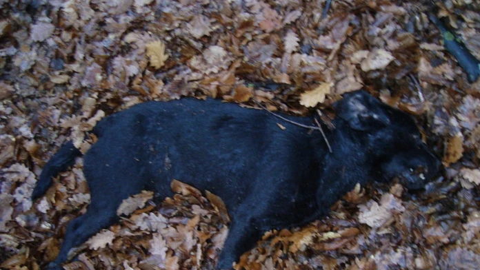 Utýraný labrador