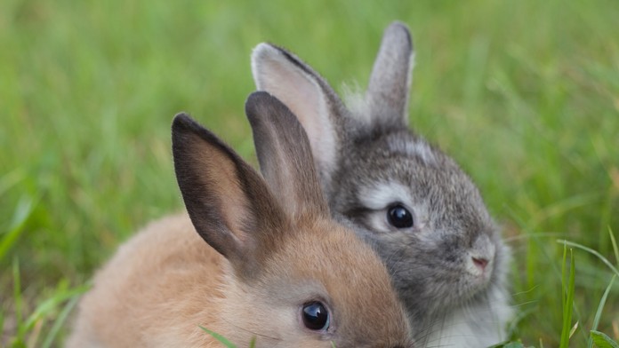 Králik - ilustračná snímka