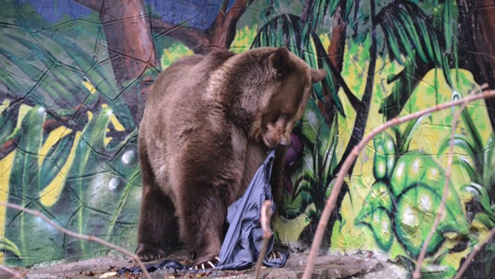 Medveď v bratislavskej zoo trhá rifle, ktoré pôjdu do dražby.