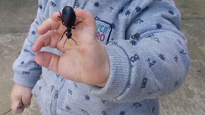 Chlapec našiel zaujímavého chrobáka, skončil ale v nemocnici.