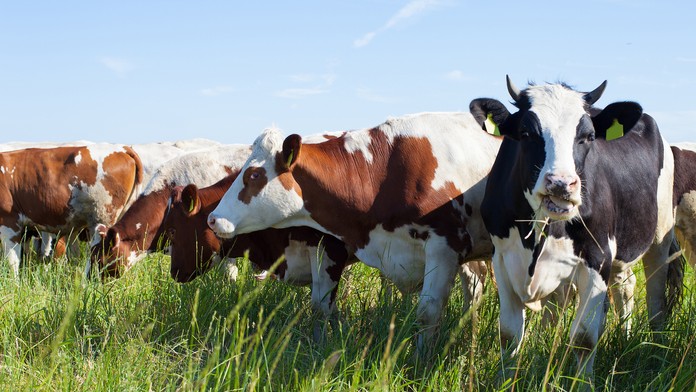 Na východe Slovenska zabíja antrax.