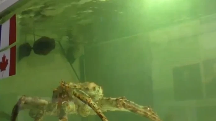 krab.png