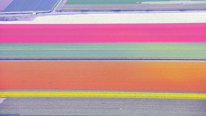 Tulipánové pole z Holandska. 