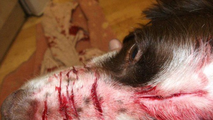 Stig skončil s reznými ranami. 