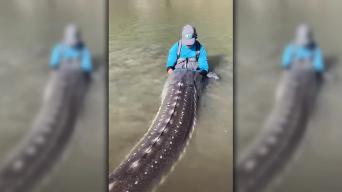 Kanadský rybár sa pochválil životným úlovkom. Prehistorický kolos mal takmer 4 metre a vážil štvrť tony