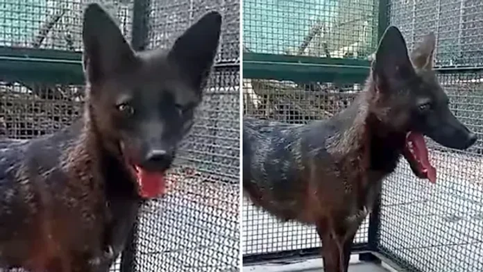 VIDEO: Jediný svojho druhu. V Brazílii objavili prvého kríženca psa a „falošnej líšky“