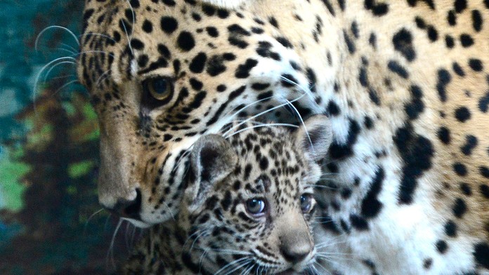 20140701_jaguar2164221_edited-1.jpg