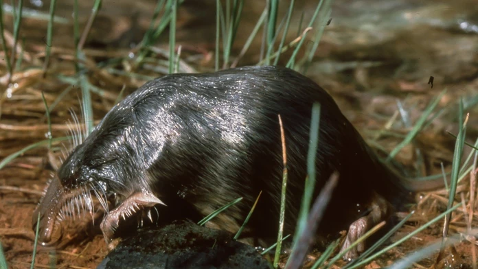 Vychuchol pyrenejský. 