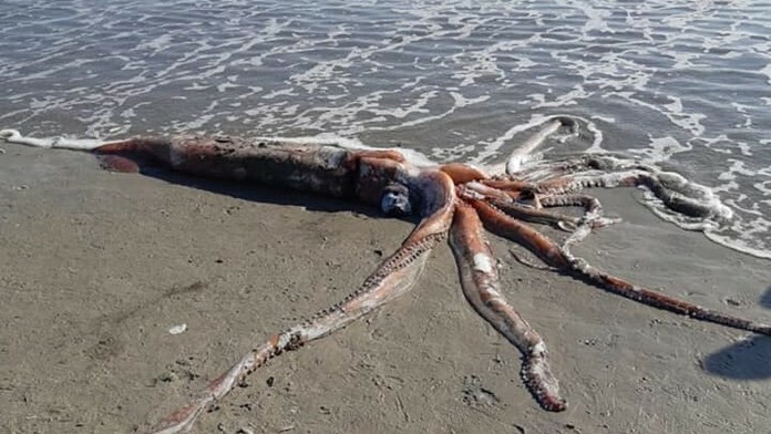 Slávna fotografia klanu Kennedyovcov.