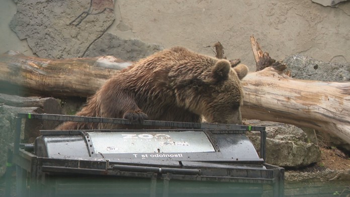 Medvede v ZOO testujú kontajnery.