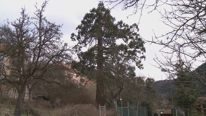 Ohrozená sekvoja.