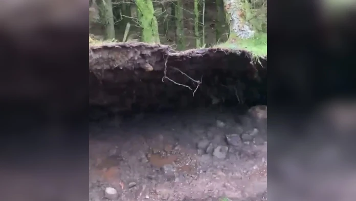 VIDEO: Psíčkara zaskočil nevídaný prírodný jav. Silný vietor nadvihoval časť lesa