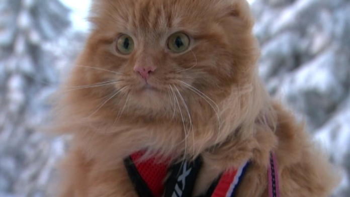 ENEX_2016-02-15-1042-TV2NW-catonski-mgb_H264_DV_TFF 2web_jpg_bez_watermarku_1.jpg