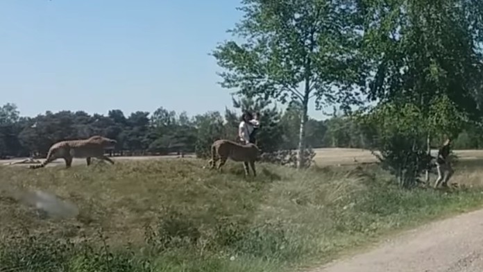 Gepardi zahnali rodinu do auta.