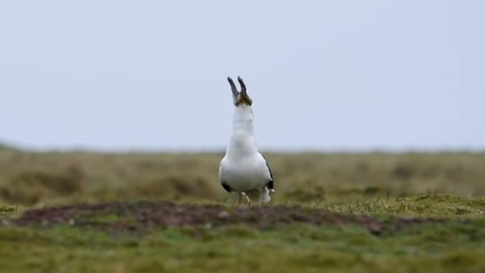 Belgický premiér Charles Michel.