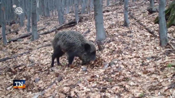 Čo s divinou? Hoci poľovníci redukujú stavy, mäso nemá kto zjesť