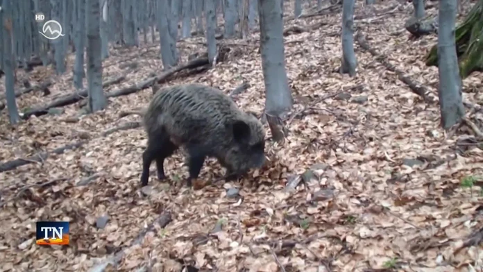 Čo s divinou? Hoci poľovníci redukujú stavy, mäso nemá kto zjesť