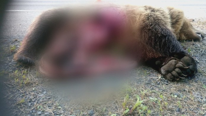 Zrazená medvedica v Tatrách.