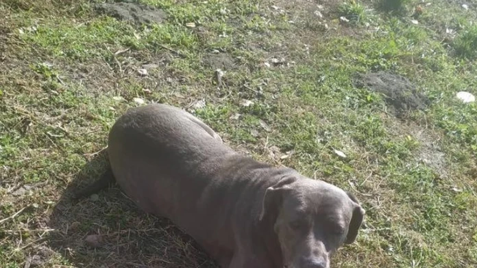 Ako oprvé si Ema skúša jednoduché hladké šaty.