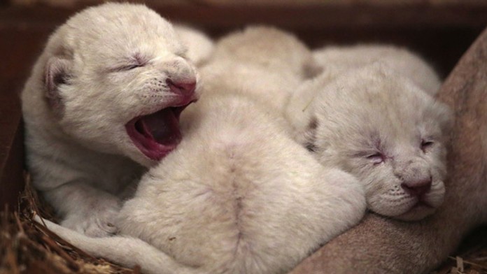 white-lion-cubs-3107396.jpg