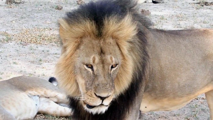 Cecil bol symbolom národného parku
