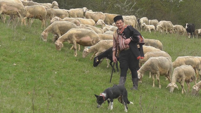 Peter Hatala svoju prácu s ovcami a vernými psami miloval. 