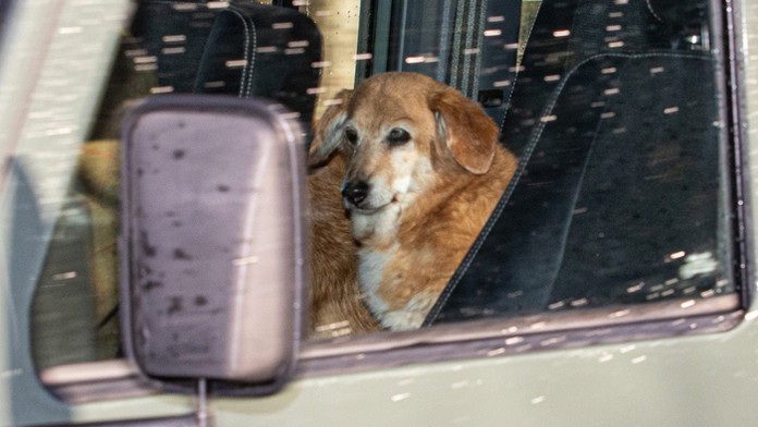 Muick a Sandy sú poslední psi z radu viac ako 30 corgiov, ktoré kráľovná za života vlastnila.  