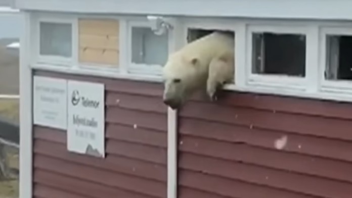 Medveď sa zasekol v okne.