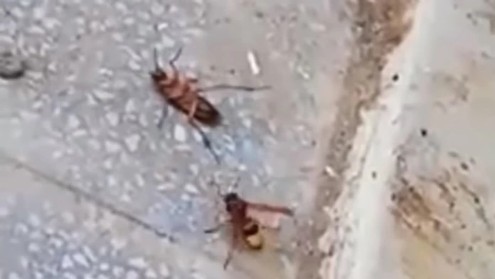 Súboj medzi osou a švábom.