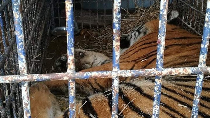 Manželia Dykovci na premiére filmu Posledná aristokratka