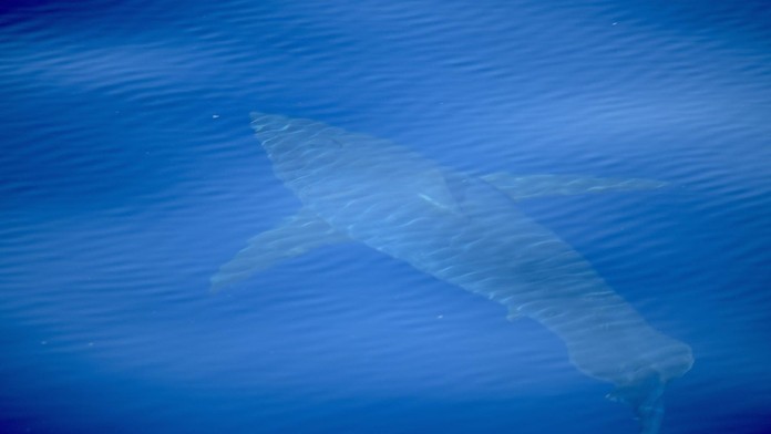 Veľký biely žralok pri Malorke