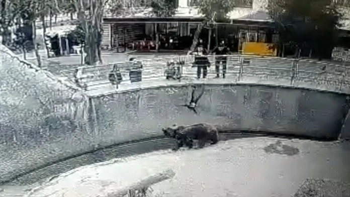 Moment, keď chlapec padá do výbehu s medveďmi.