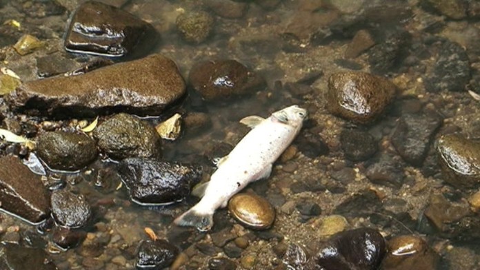 19 PD potok bez vody.transferweb_jpg_bez_watermarku_1.jpg