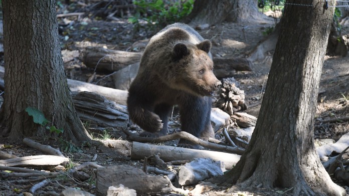 Na snímke z 18. augusta 2022 medveď hnedý v košickej zoologickej záhrade chodí po mieste, kde tiekol potok, ktorý kvôli nedostatku vlahy vyschol.