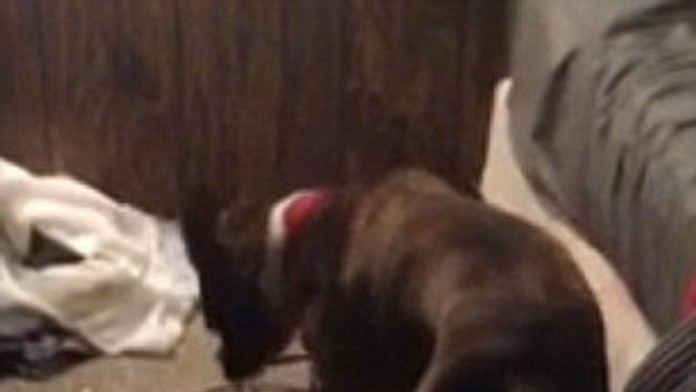 Šikovný pes Kermit