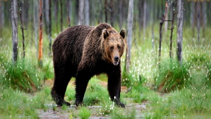 Medveď roztrhal psa.