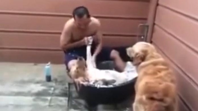 Tomuto sa hovorí psí život