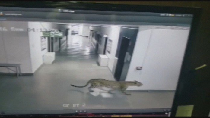 YK84.leopard_v_skole_.jpg