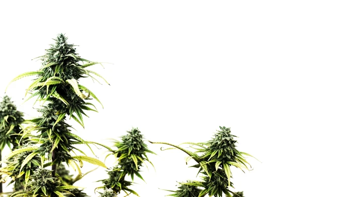 Marihuana