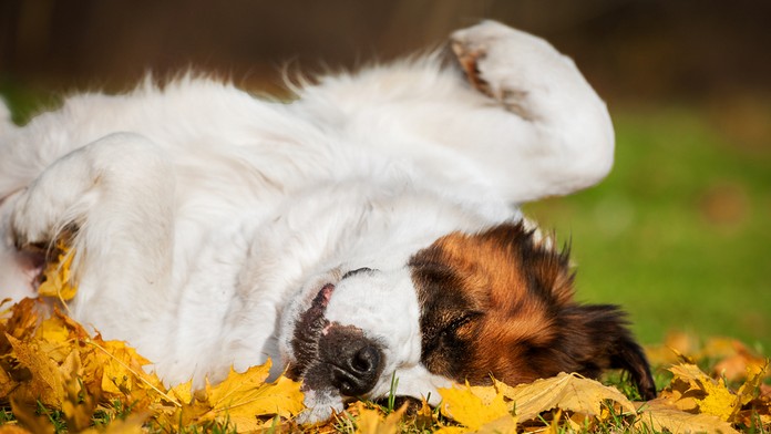 shutterstock_161311589.jpg