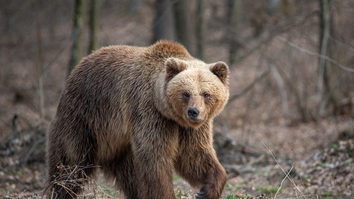 V Sučanoch odstránili problémového medveďa. Ľudí sa už vôbec nebál