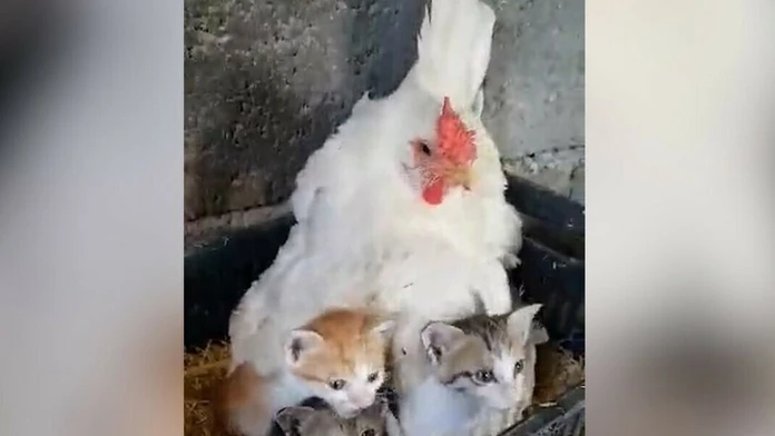Sliepka sedí na mačiatkach