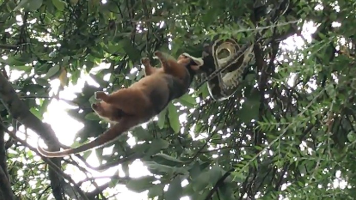 Vrtuľník sa zrútil krátko po štarte. 