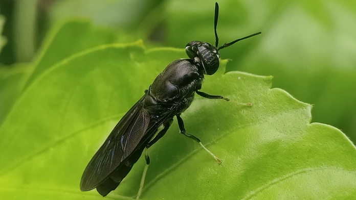 Biologicky rozložiteľný plast by sa mohol vyrábať z mŕtvych múch