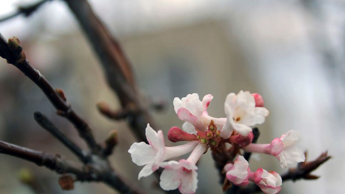 Kvet kaliny voňavej