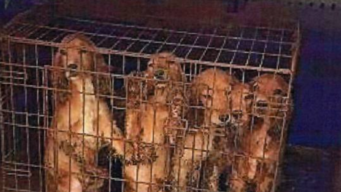 Na snímke týrané psy v klietke.