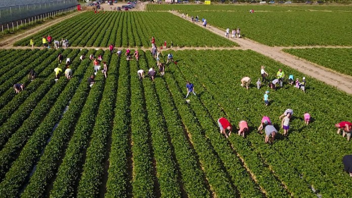 Ľudia zbierajú posledné jahody.